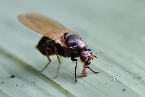 Calliopum sp.