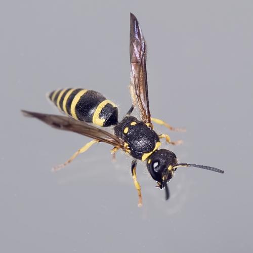 Réf. 80 412 : Ancistrocerus nigricornis