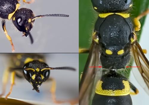 Réf. 80 413 : Ancistrocerus nigricornis