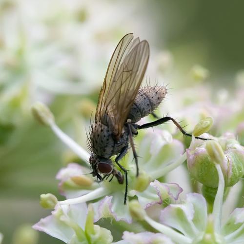 Hylemya sp.