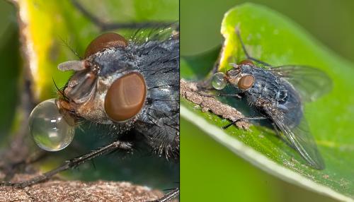 Réf. 80 834 : Calliphora vicina
