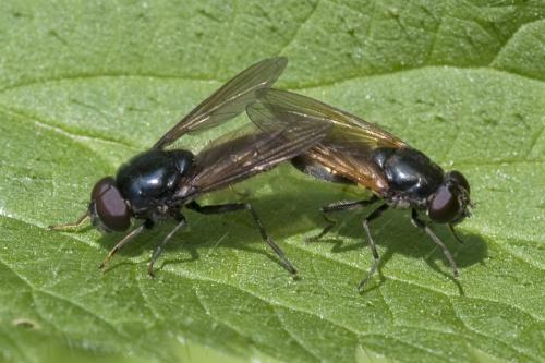 Réf. 80 201 : Cheilosia sp.