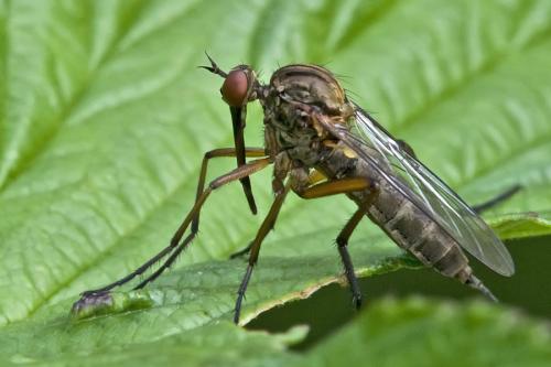 Empis livida