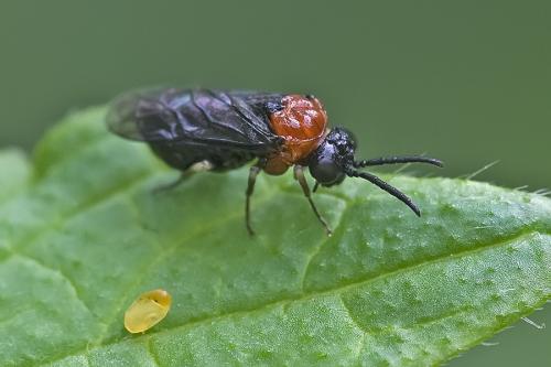 Réf. 80 285 : Eutomostethus ephippium
