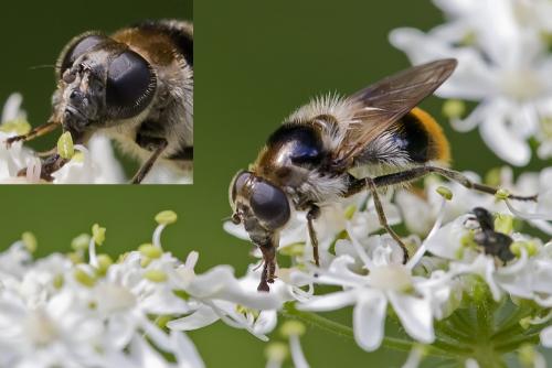 Cheilosia illustrata