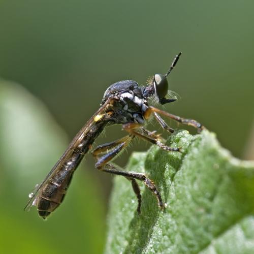 Réf. 80 228 : Dioctria hyalipennis