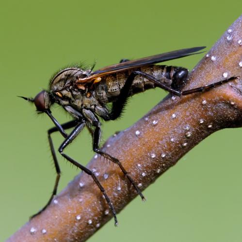 Empis tessellata