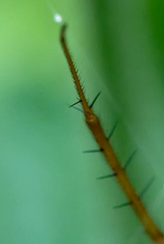 Metellina mengei