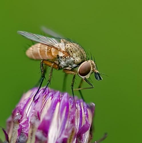 Siphona Sp Une Mouche ça Trompe énormément Le Monde Des Insectes