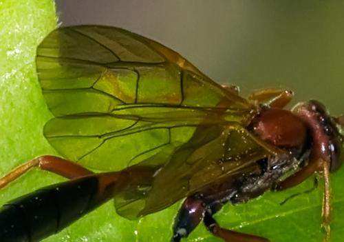 Réf. 80 169 : Eremotylus marginatus