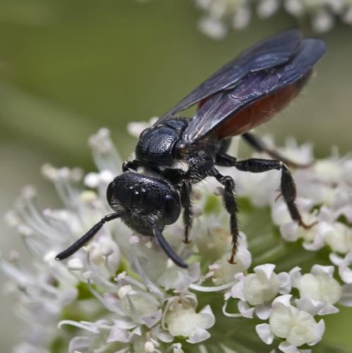 Sphecodes albilabris