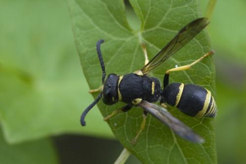 Allodynerus sp.