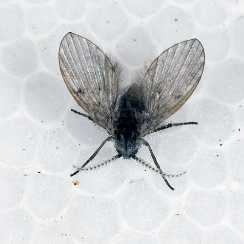 Clogmia albipunctata