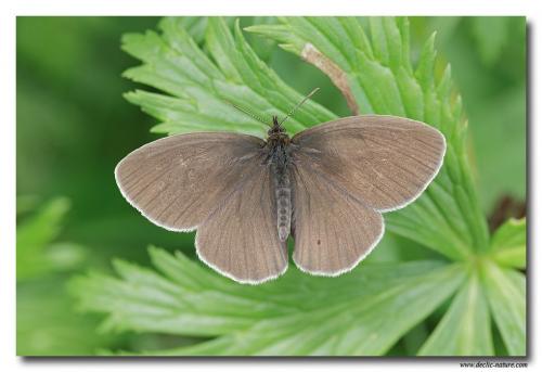 Réf. 80 950 : Aphantopus hyperantus