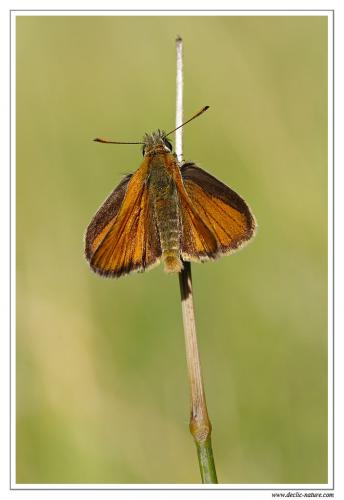 Thymelicus sylvestris