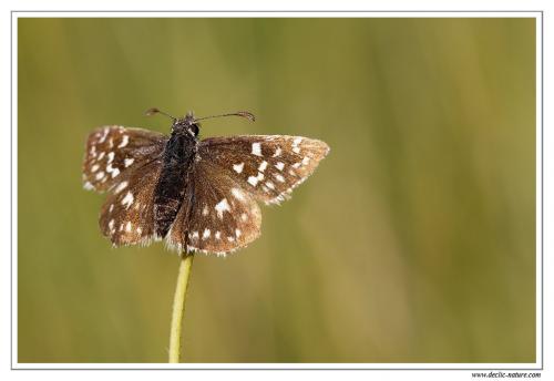 Pyrgus sp.