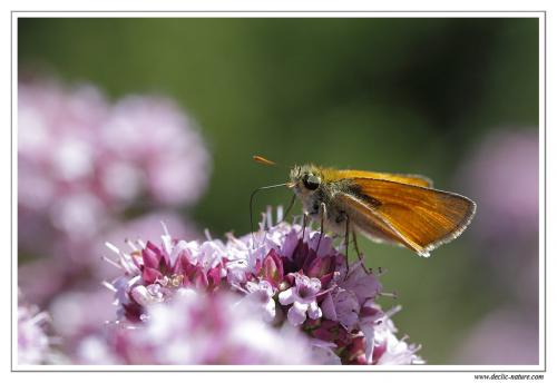 Thymelicus sylvestris