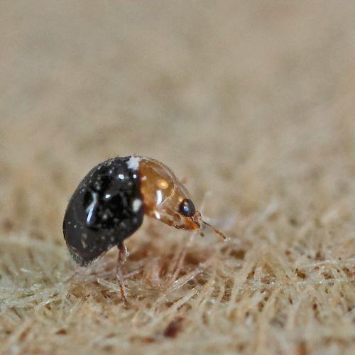 Cybocephalus sp.
