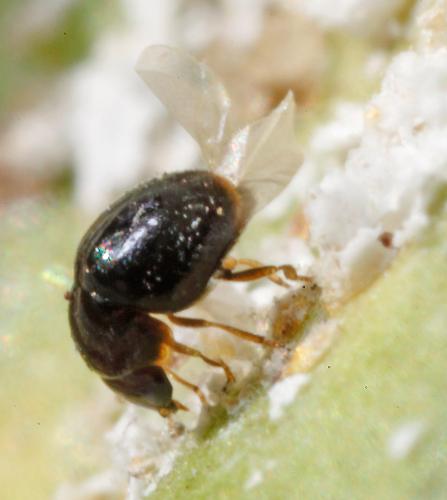 Cybocephalus sp.