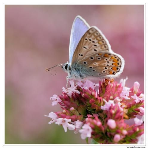 Polyommatus icarus