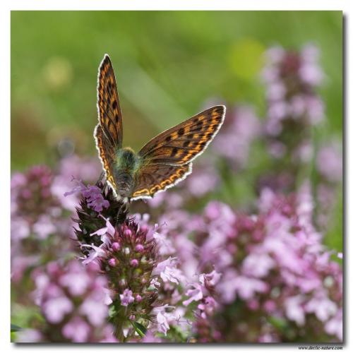 Réf. 80 921 : Lycaena tityrus