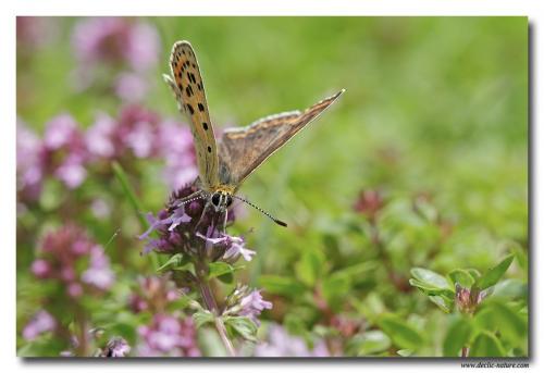 Lycaena tityrus