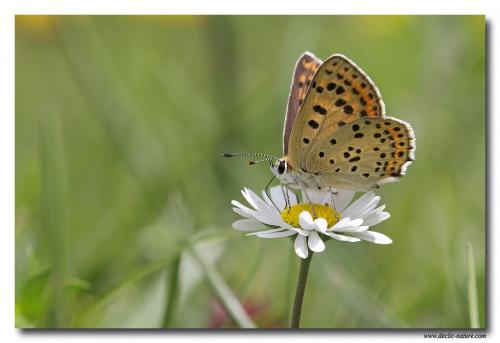 Lycaena tityrus