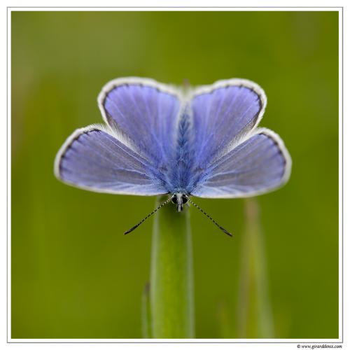 Polyommatus icarus