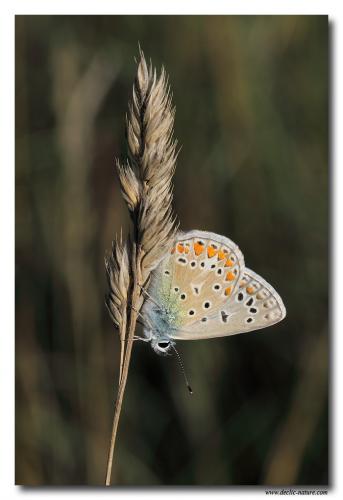 Polyommatus icarus
