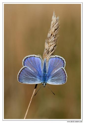 Polyommatus icarus