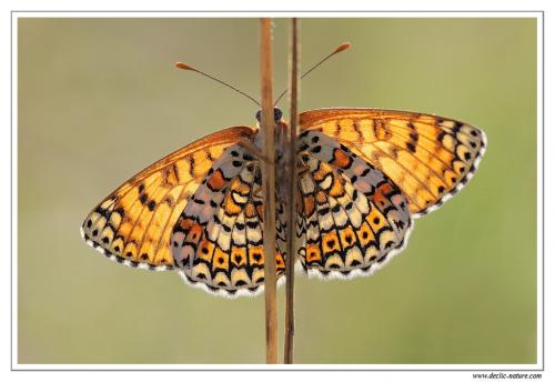 Melitaea cinxia