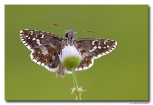 Pyrgus sp.