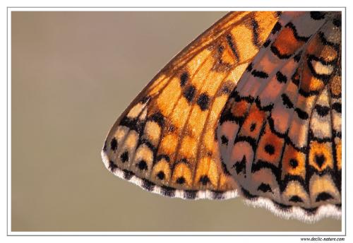 Melitaea cinxia