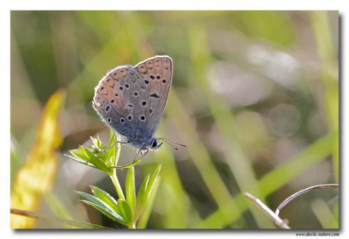 Polyommatus icarus
