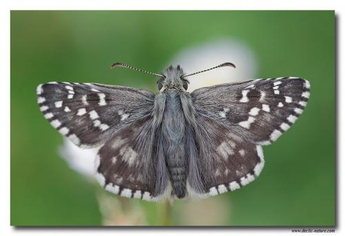 Pyrgus sp.