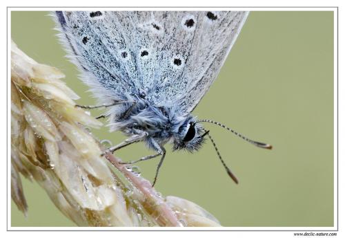 Réf. 80 840 : Polyommatus sp.