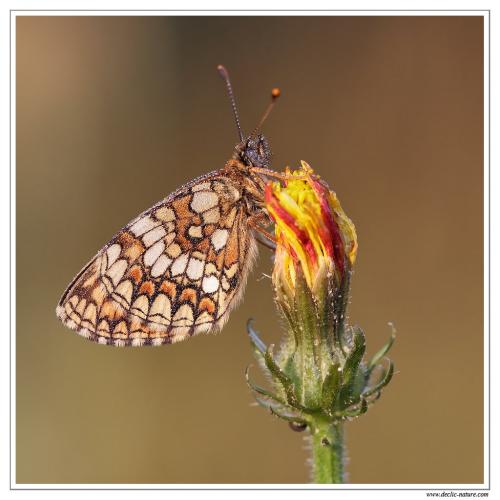 Melitaea sp.