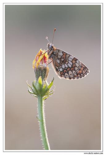 Melitaea sp.