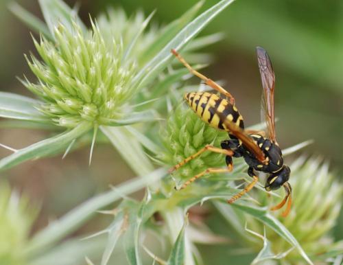 Polistes sp.