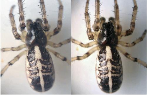 Réf. 80 614 : Singa hamata
