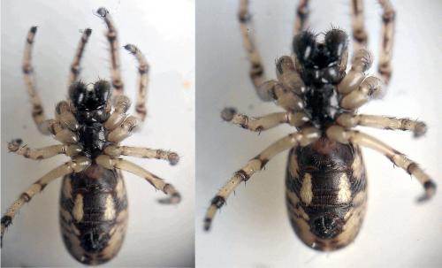 Réf. 80 616 : Singa hamata