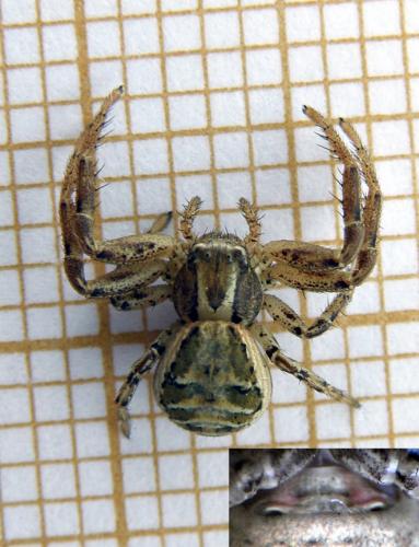 Xysticus sp.