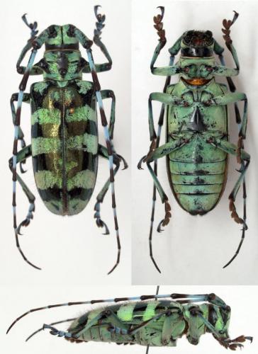 Réf. 80 271 : Anoplophora longehirsuta