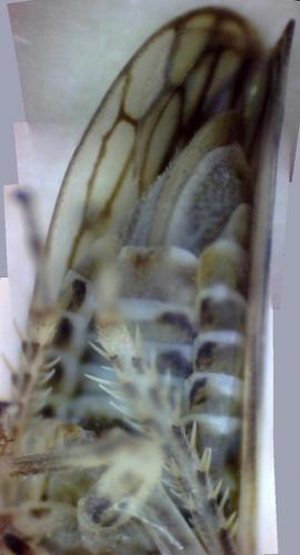 Agallia consobrina