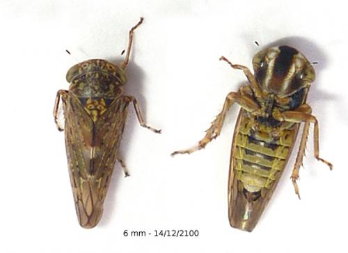 Acericerus vittifrons