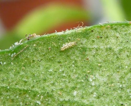 Scolothrips sp.