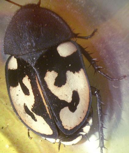 Réf. 80 830 : Therea olegrandjeani