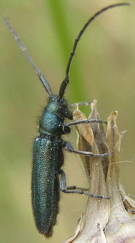 Agapanthia violacea