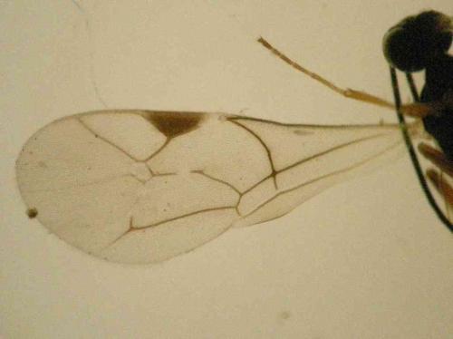 Cryptinae