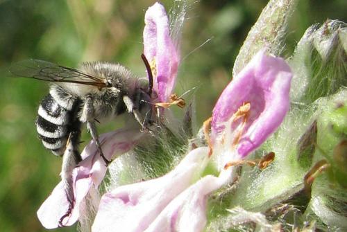 Amegilla albigena
